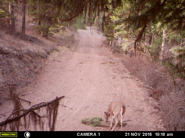 deer