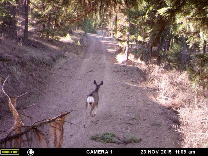 mule deer