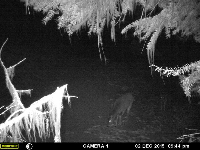 a couple of deer