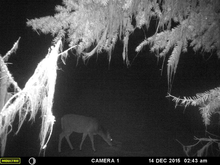 deer