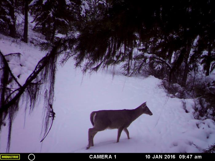deer