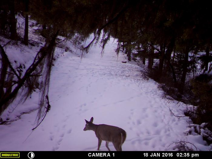 deer