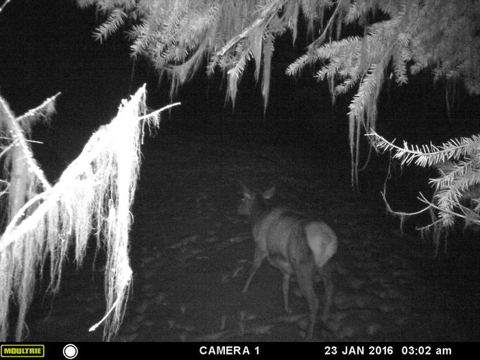 elk.