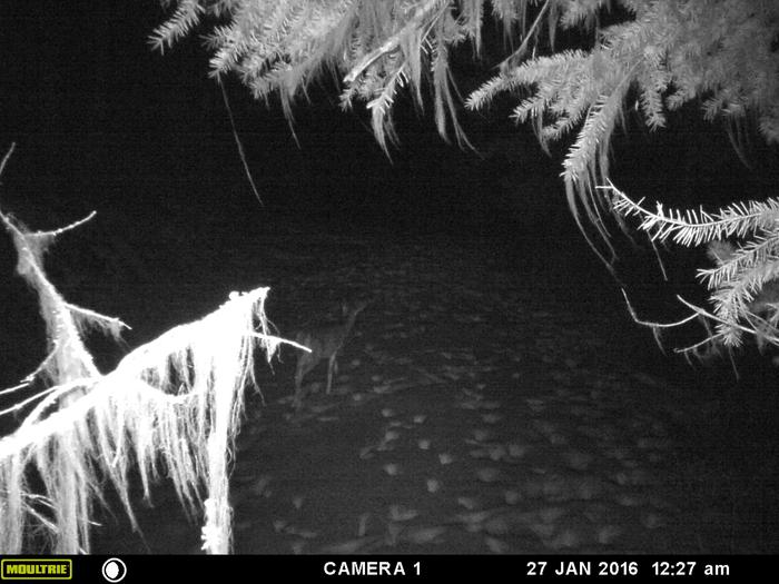 deer