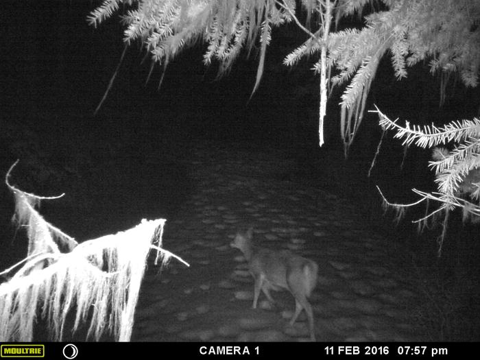 deer