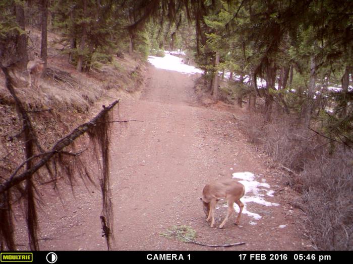 a couple of deer