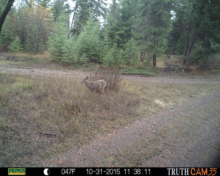 deer