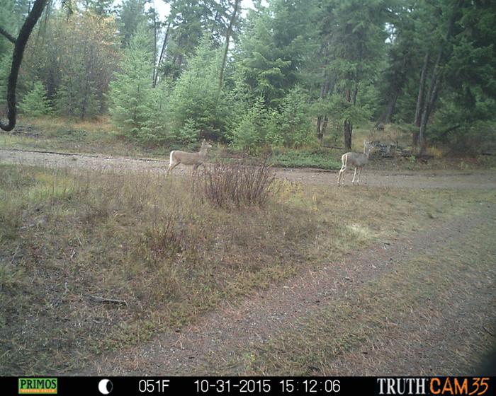 deer