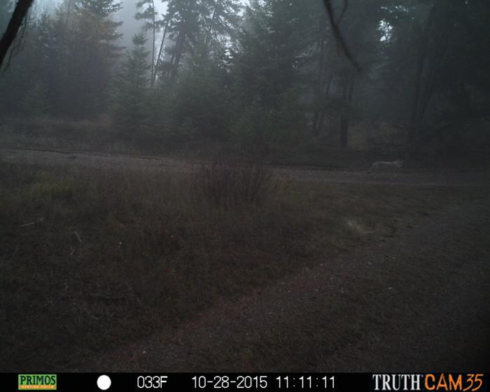 coyote