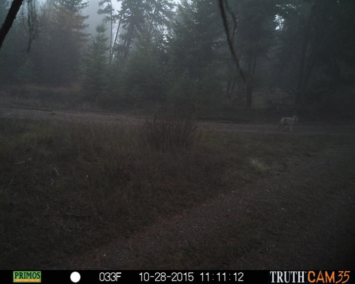 coyote