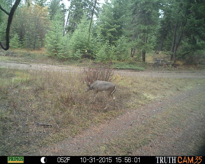 deer