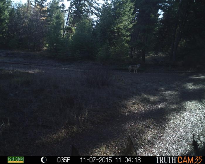 coyote