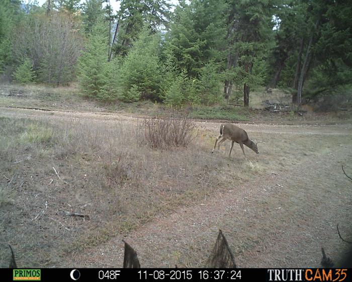 deer