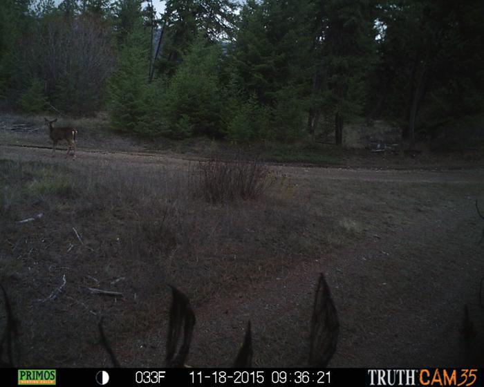 deer