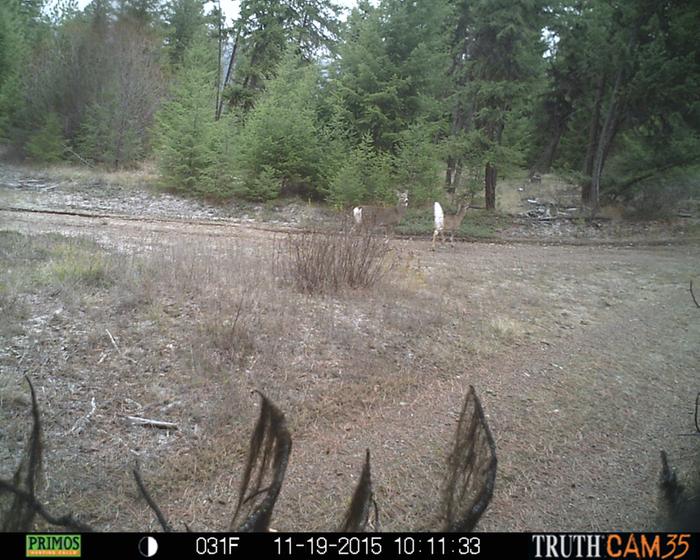 deer