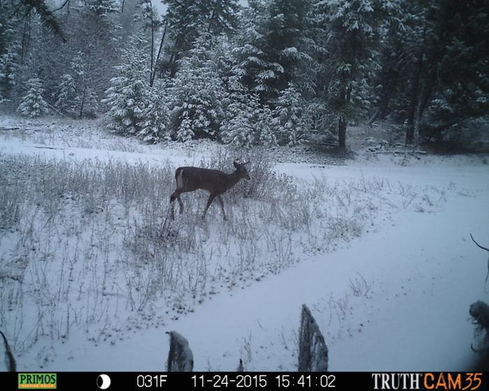 deer