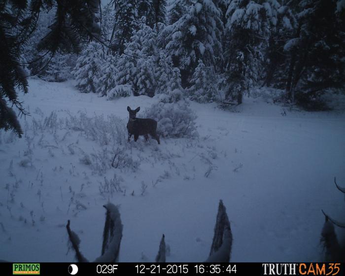 deer