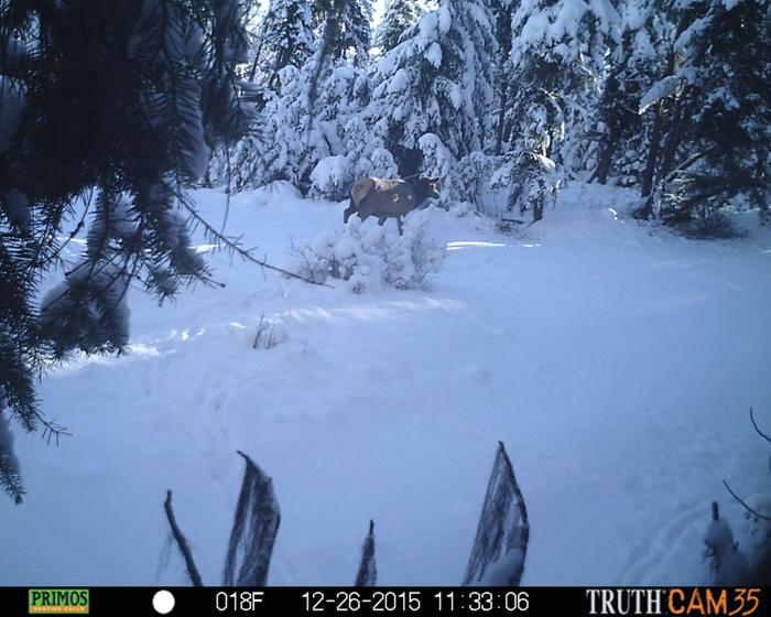 elk.