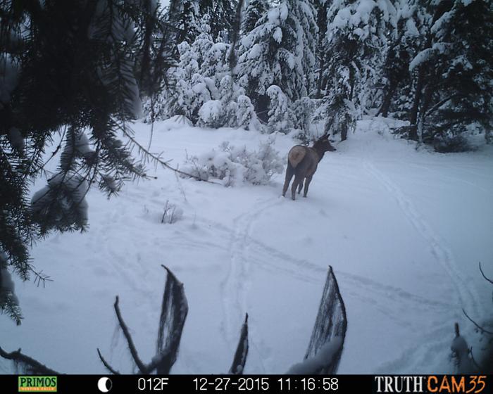 elk.