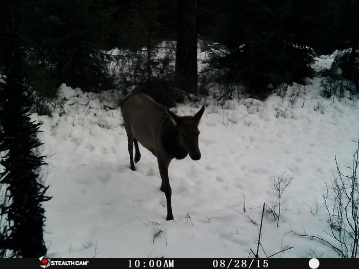 elk.
