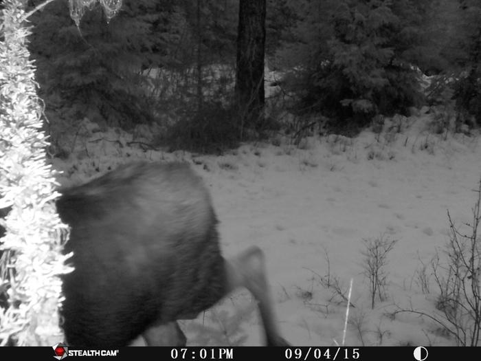 elk.