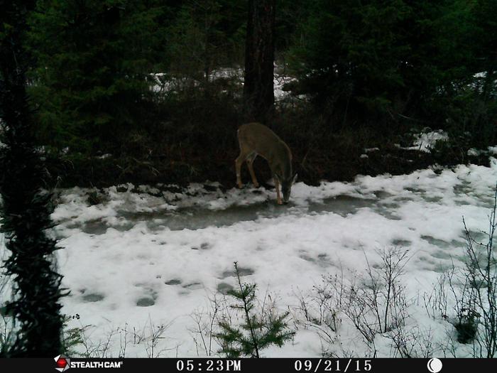 deer