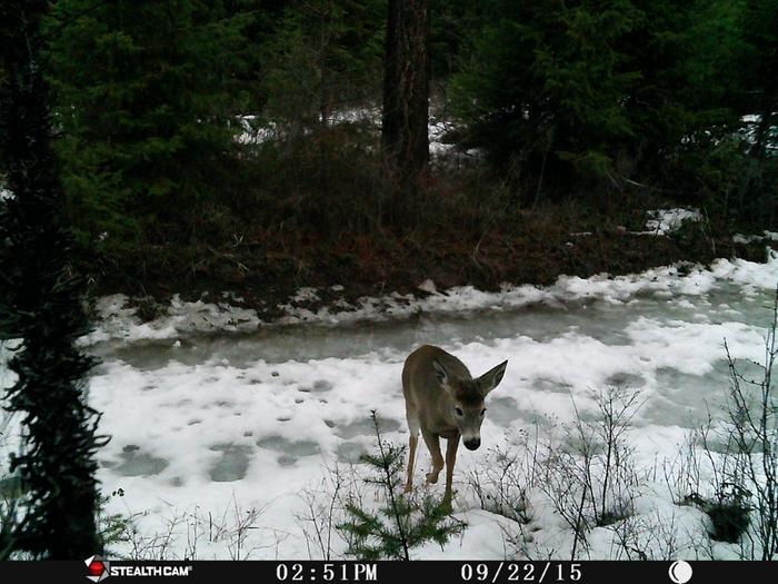 deer