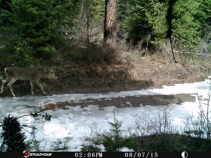 deer