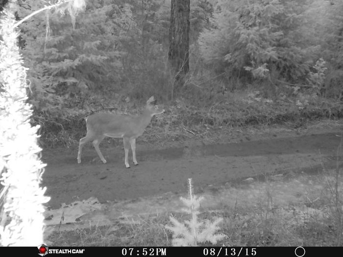 deer