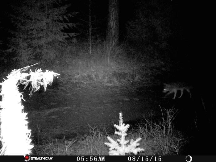 coyote