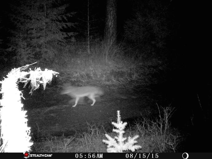 coyote