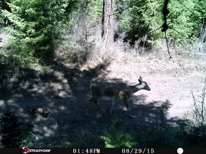 deer