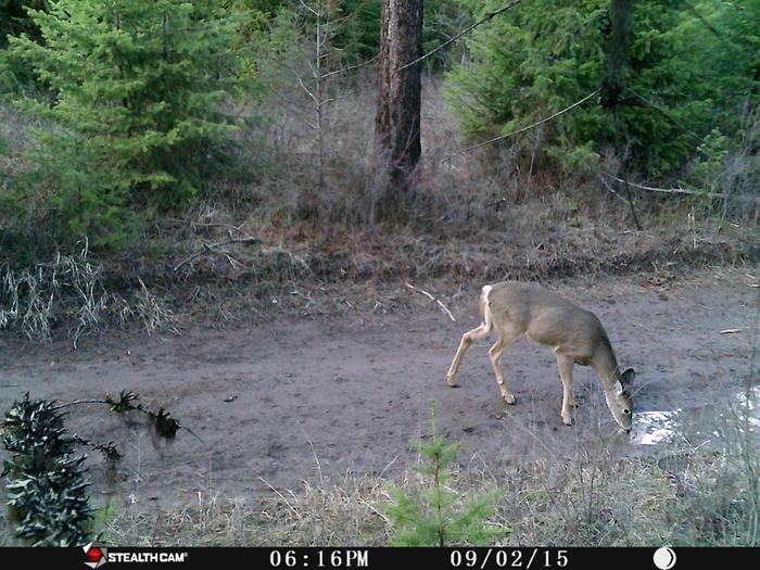 deer