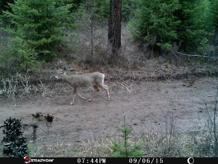 deer