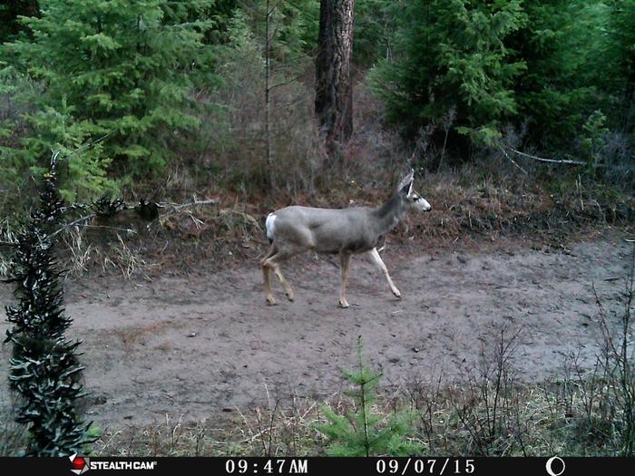 mule deer?