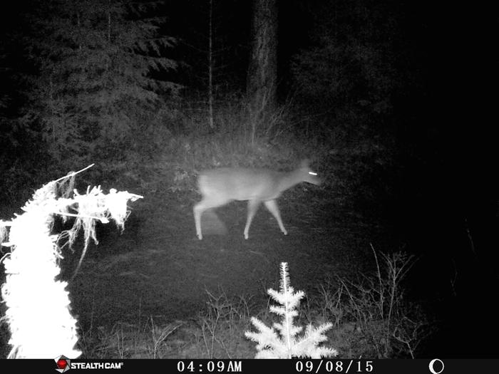 deer