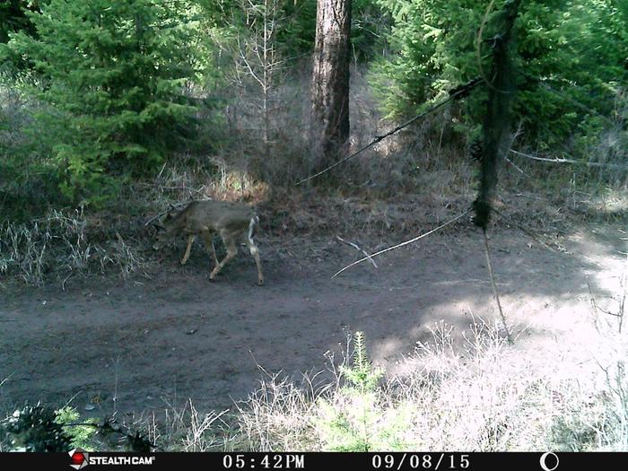 deer