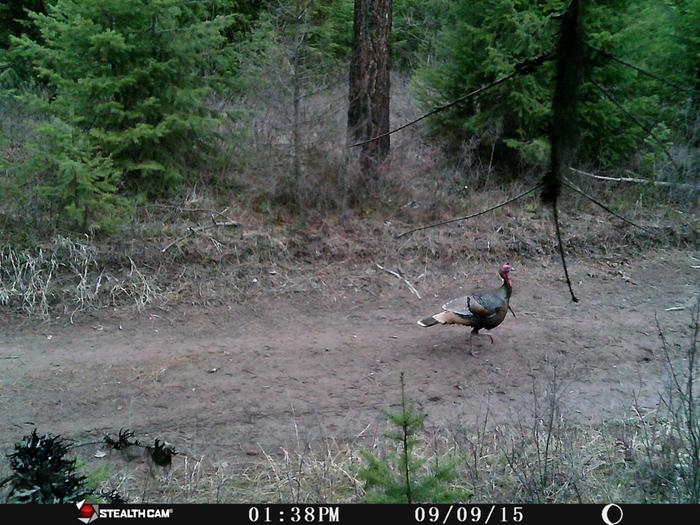 turkey