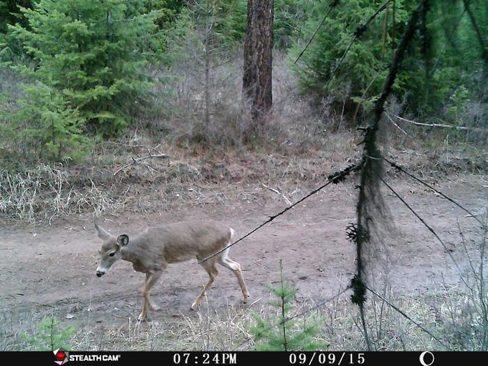 deer