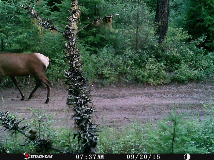 elk.