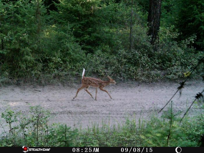 fawn