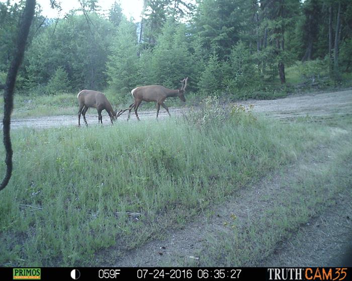 elk.