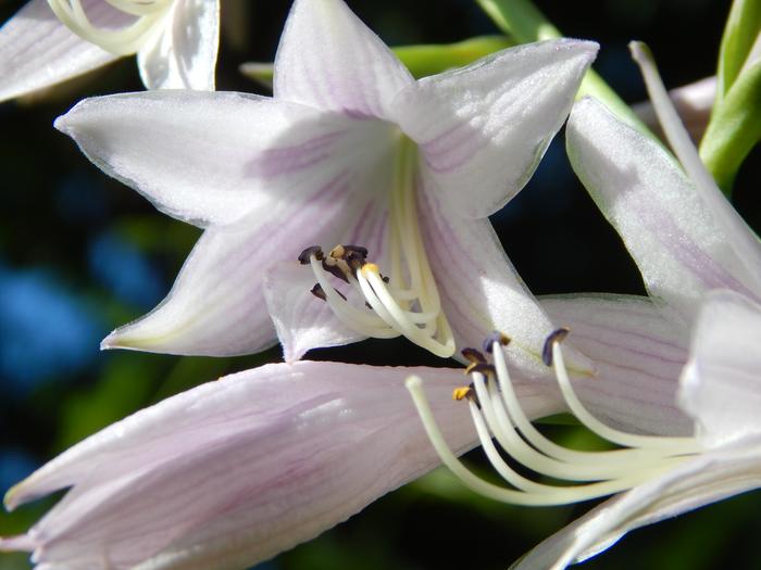 [Thumbnail for wildflower-landscape-5.JPG]