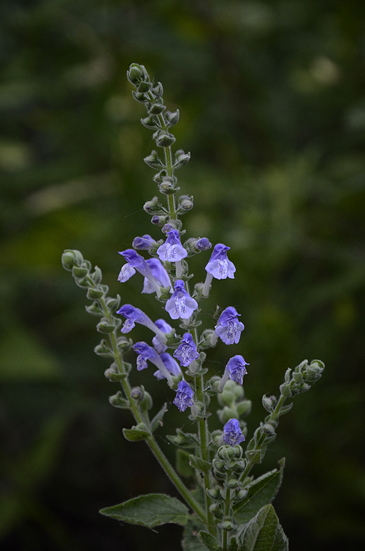 [Thumbnail for heart-leaved-skullcap-scutellaria-ovata.jpg]