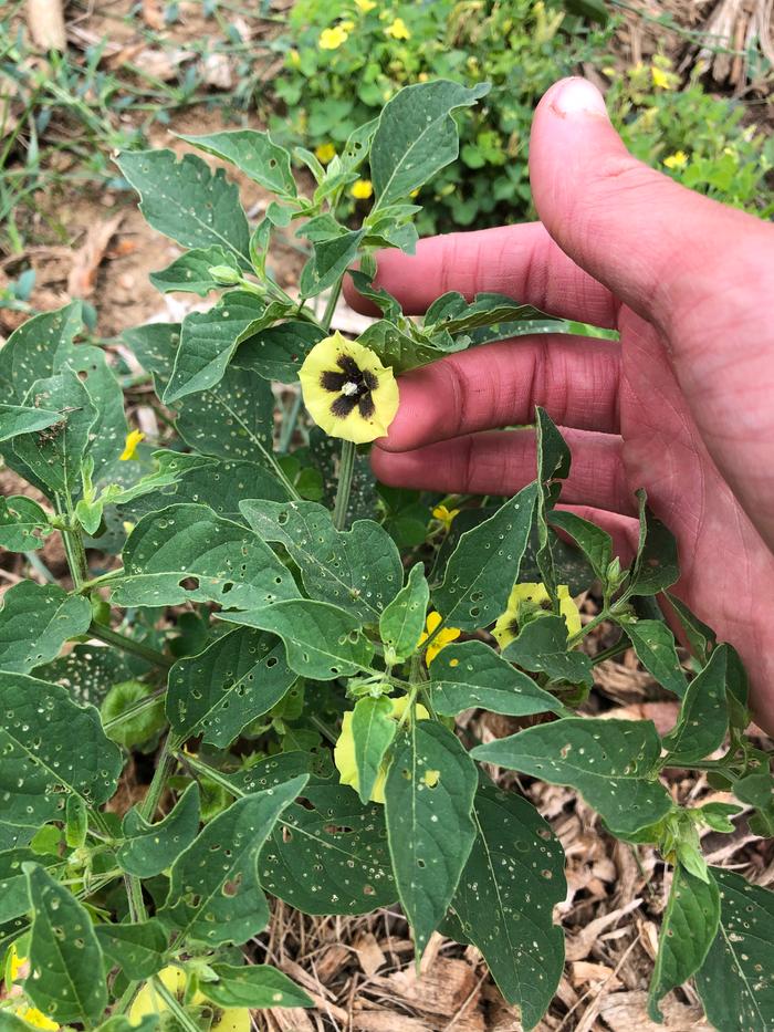 Physalis longifolia from 2019