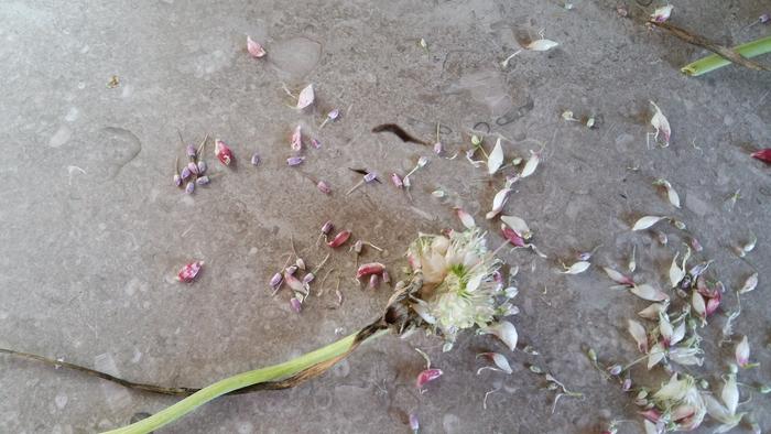 garlic bulbils