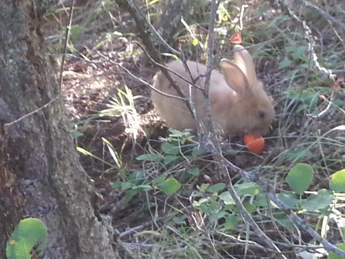 Carrot munching