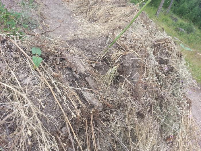 Beans, sunchoke, comfrey, knapweed mulch