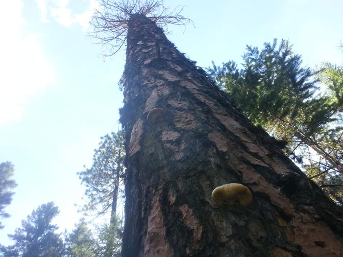 Mushrooms on dead standing