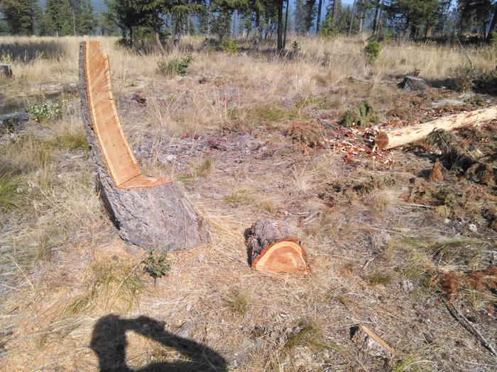 chainsawed stump chair